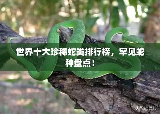 世界十大珍稀蛇類排行榜，罕見蛇種盤點！