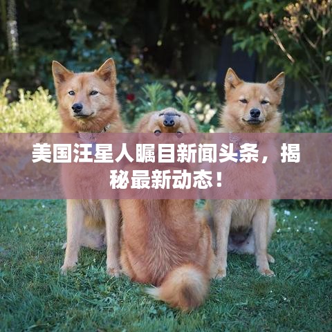 美國汪星人矚目新聞?lì)^條，揭秘最新動(dòng)態(tài)！