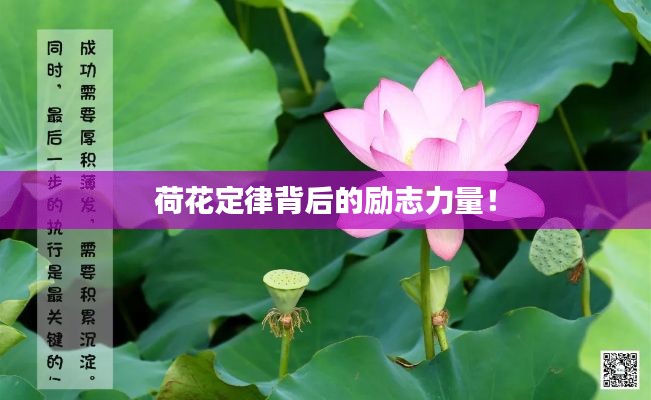 荷花定律背后的勵志力量！