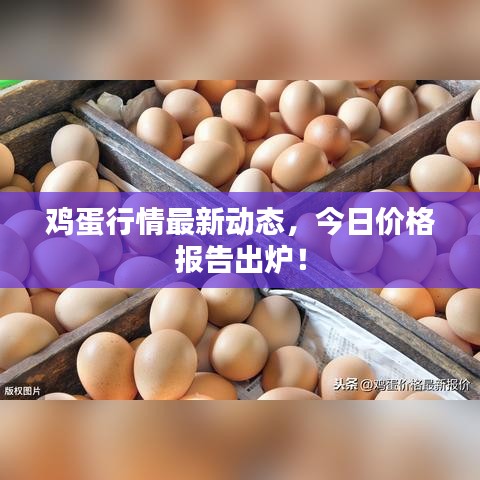 雞蛋行情最新動態(tài)，今日價格報告出爐！