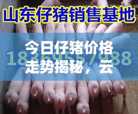今日仔豬價格走勢揭秘，云南市場最新動態(tài)一網(wǎng)打盡