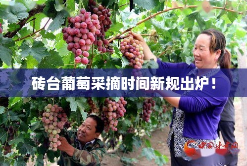 磚臺(tái)葡萄采摘時(shí)間新規(guī)出爐！