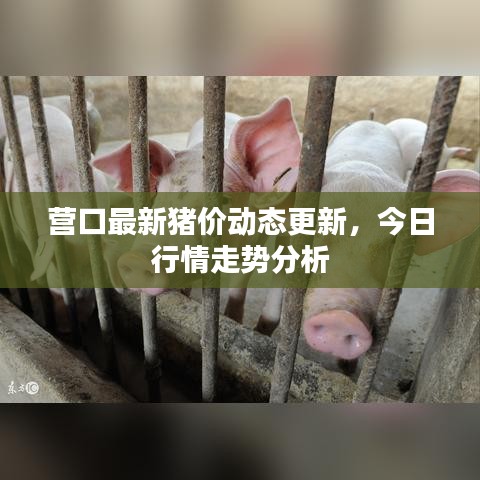 營口最新豬價動態(tài)更新，今日行情走勢分析