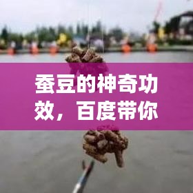 蠶豆的神奇功效，百度帶你探索未知的健康奧秘！