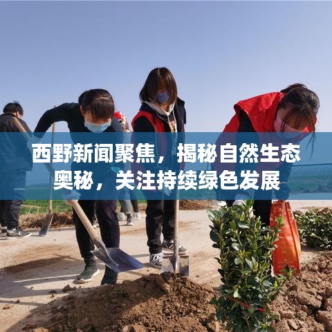 西野新聞聚焦，揭秘自然生態(tài)奧秘，關(guān)注持續(xù)綠色發(fā)展