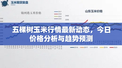五棵樹(shù)玉米行情最新動(dòng)態(tài)，今日價(jià)格分析與趨勢(shì)預(yù)測(cè)