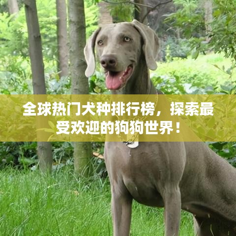 全球熱門犬種排行榜，探索最受歡迎的狗狗世界！