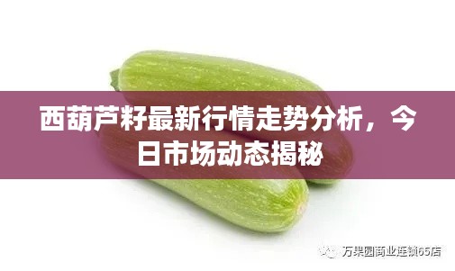 西葫蘆籽最新行情走勢分析，今日市場動態(tài)揭秘