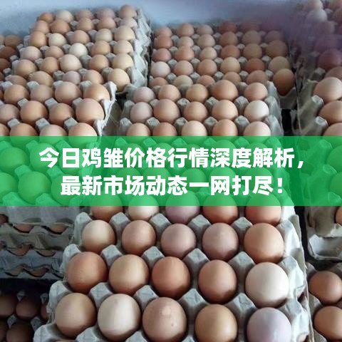 今日雞雛價格行情深度解析，最新市場動態(tài)一網(wǎng)打盡！