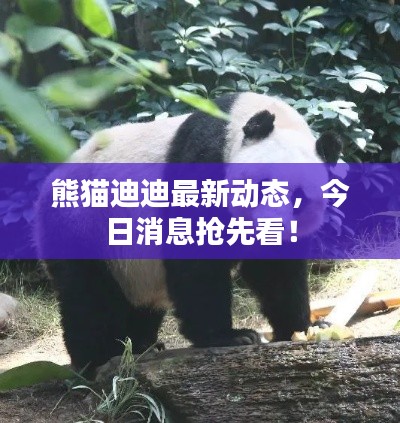 熊貓迪迪最新動態(tài)，今日消息搶先看！