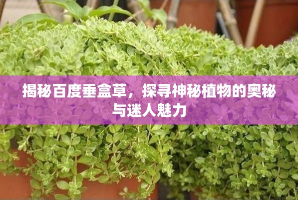 揭秘百度垂盒草，探尋神秘植物的奧秘與迷人魅力