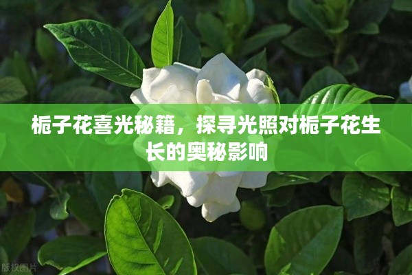 梔子花喜光秘籍，探尋光照對(duì)梔子花生長(zhǎng)的奧秘影響