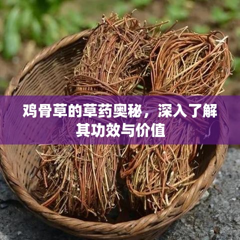 雞骨草的草藥奧秘，深入了解其功效與價值