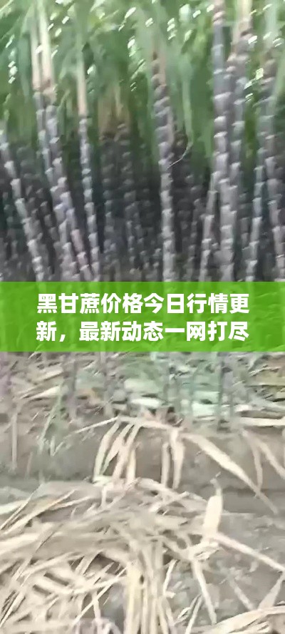 黑甘蔗價格今日行情更新，最新動態(tài)一網(wǎng)打盡！