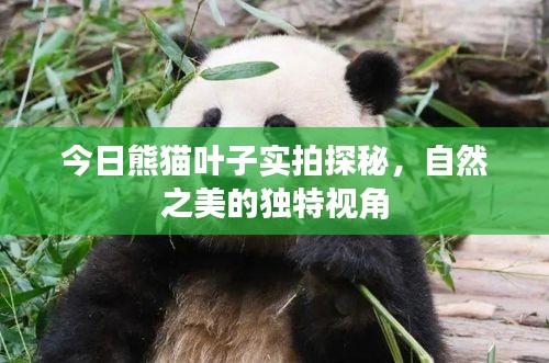 今日熊貓葉子實(shí)拍探秘，自然之美的獨(dú)特視角