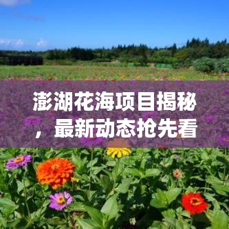 澎湖花海項(xiàng)目揭秘，最新動(dòng)態(tài)搶先看！