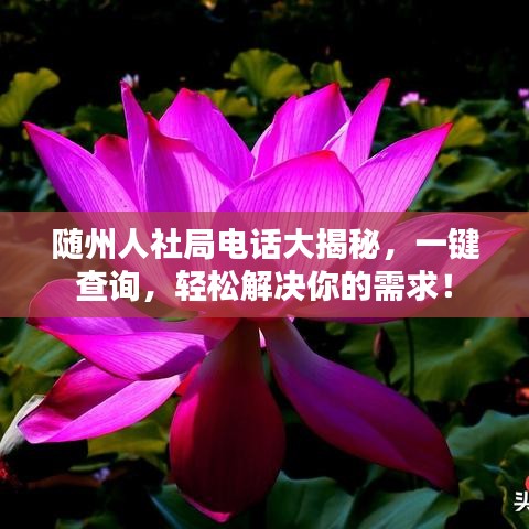 隨州人社局電話大揭秘，一鍵查詢，輕松解決你的需求！