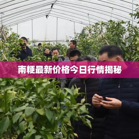南粳最新價(jià)格今日行情揭秘