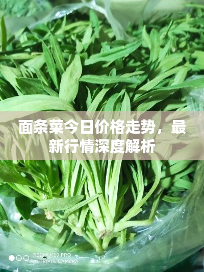 面條菜今日價格走勢，最新行情深度解析