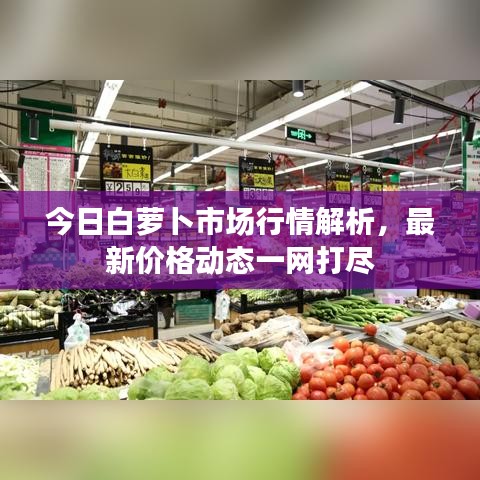 今日白蘿卜市場(chǎng)行情解析，最新價(jià)格動(dòng)態(tài)一網(wǎng)打盡