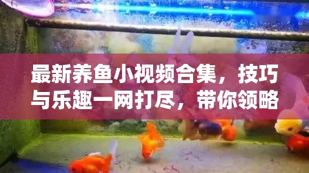 最新養(yǎng)魚小視頻合集，技巧與樂趣一網(wǎng)打盡，帶你領(lǐng)略養(yǎng)魚新境界