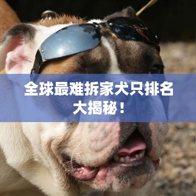 全球最難拆家犬只排名大揭秘！
