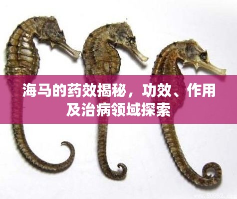 海馬的藥效揭秘，功效、作用及治病領(lǐng)域探索