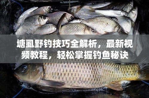 塘虱野釣技巧全解析，最新視頻教程，輕松掌握釣魚秘訣