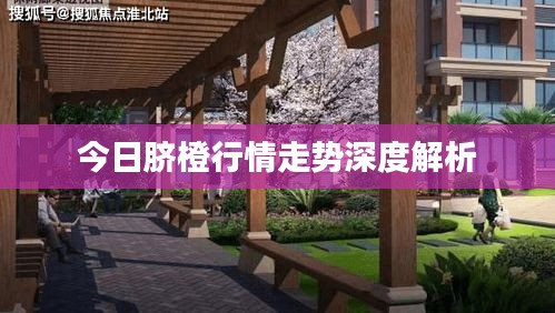 今日臍橙行情走勢深度解析