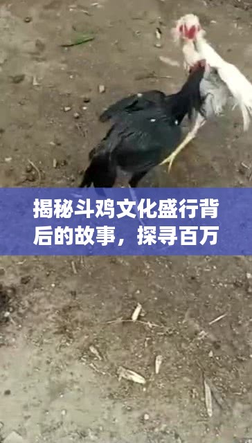 揭秘斗雞文化盛行背后的故事，探尋百萬斗雞的傳奇之旅