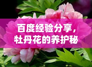 百度經(jīng)驗分享，牡丹花的養(yǎng)護(hù)秘籍