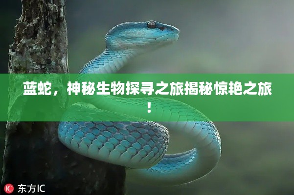 藍(lán)蛇，神秘生物探尋之旅揭秘驚艷之旅！