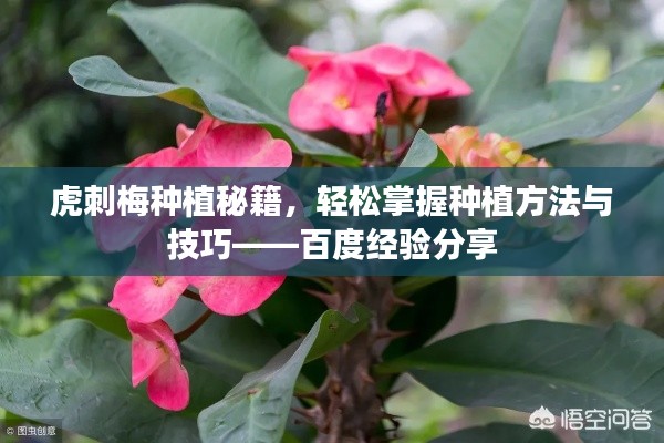 虎刺梅種植秘籍，輕松掌握種植方法與技巧——百度經(jīng)驗(yàn)分享