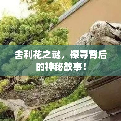 舍利花之謎，探尋背后的神秘故事！