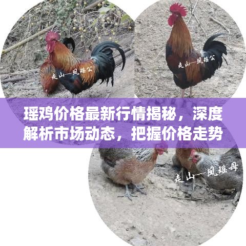 瑤雞價(jià)格最新行情揭秘，深度解析市場動(dòng)態(tài)，把握價(jià)格走勢！
