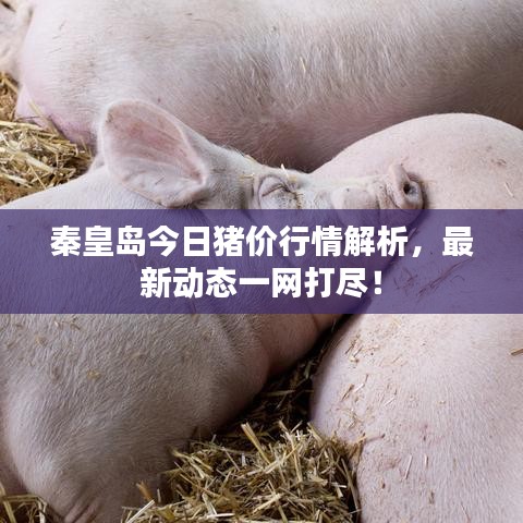 秦皇島今日豬價行情解析，最新動態(tài)一網(wǎng)打盡！