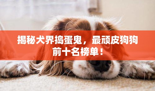 揭秘犬界搗蛋鬼，最頑皮狗狗前十名榜單！