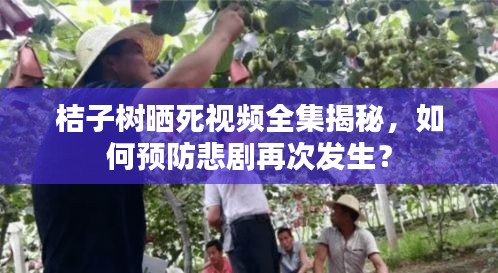 桔子樹曬死視頻全集揭秘，如何預(yù)防悲劇再次發(fā)生？