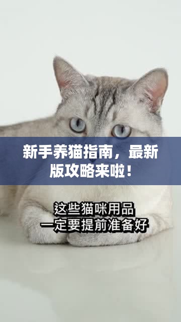 新手養(yǎng)貓指南，最新版攻略來(lái)啦！