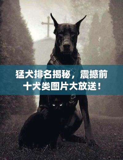 猛犬排名揭秘，震撼前十犬類圖片大放送！