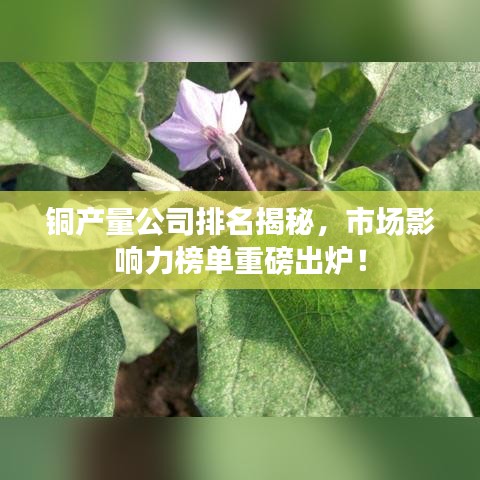 銅產(chǎn)量公司排名揭秘，市場(chǎng)影響力榜單重磅出爐！