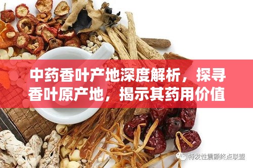 中藥香葉產(chǎn)地深度解析，探尋香葉原產(chǎn)地，揭示其藥用價(jià)值