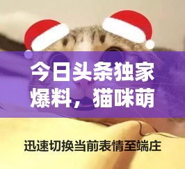 今日頭條獨(dú)家爆料，貓咪萌態(tài)視頻走紅，全網(wǎng)矚目引發(fā)關(guān)注熱潮