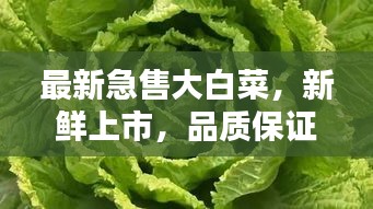 最新急售大白菜，新鮮上市，品質(zhì)保證！