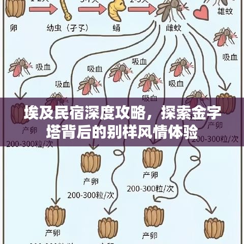 埃及民宿深度攻略，探索金字塔背后的別樣風(fēng)情體驗(yàn)