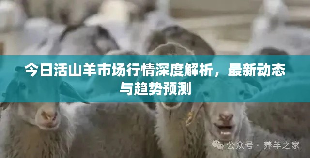 今日活山羊市場(chǎng)行情深度解析，最新動(dòng)態(tài)與趨勢(shì)預(yù)測(cè)
