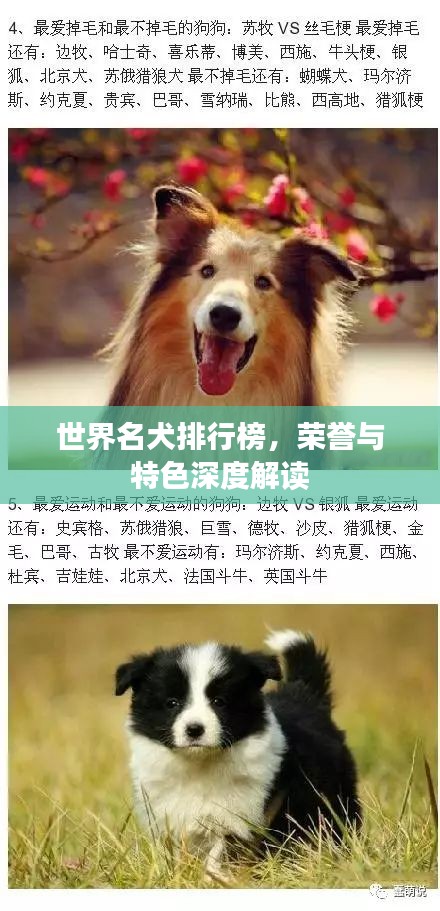 世界名犬排行榜，榮譽(yù)與特色深度解讀