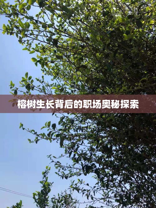 榕樹生長(zhǎng)背后的職場(chǎng)奧秘探索