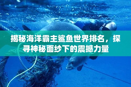 揭秘海洋霸主鯊魚(yú)世界排名，探尋神秘面紗下的震撼力量