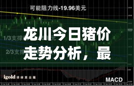 龍川今日豬價走勢分析，最新行情解讀